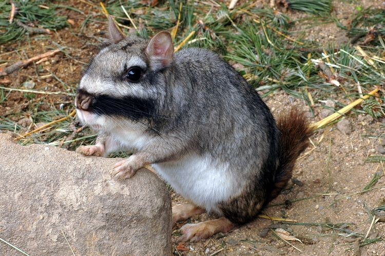 Vískača