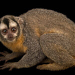 Plzen Zoo