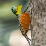 API_Draco_Volans