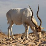 A_big_male_Addax_showing_as_the_power_of_his_horns