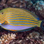 Acanthurus-lineatus-Tahiti-French-Polynesia-1