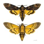 Acherontia atropos MHNT