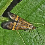 Adelidae_-_Nemophora_degeerella_-_male