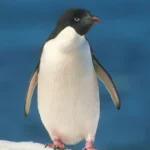 Adelie-penguin.jpg
