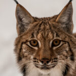 Eurasian lynx.