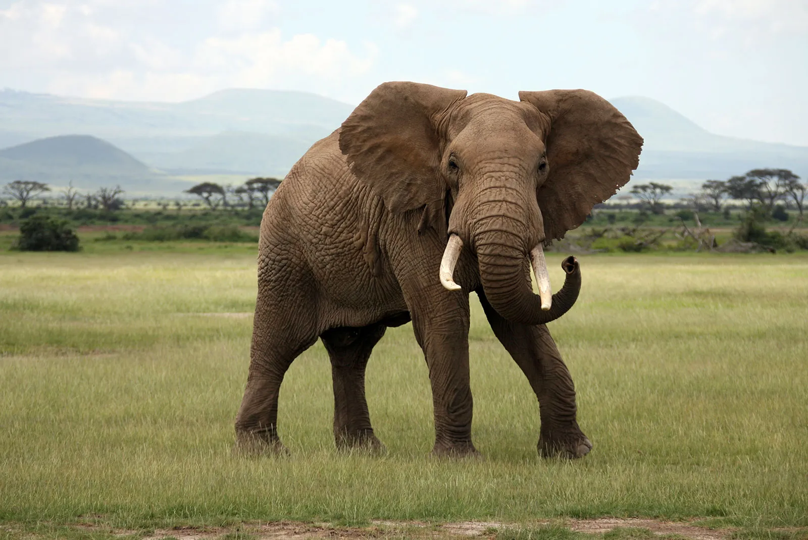 Slon africký