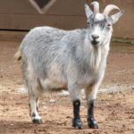 African_Pygmy_Goat_005