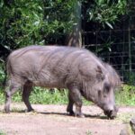African_Warthog_-_Phacochoerus_aethiopicus