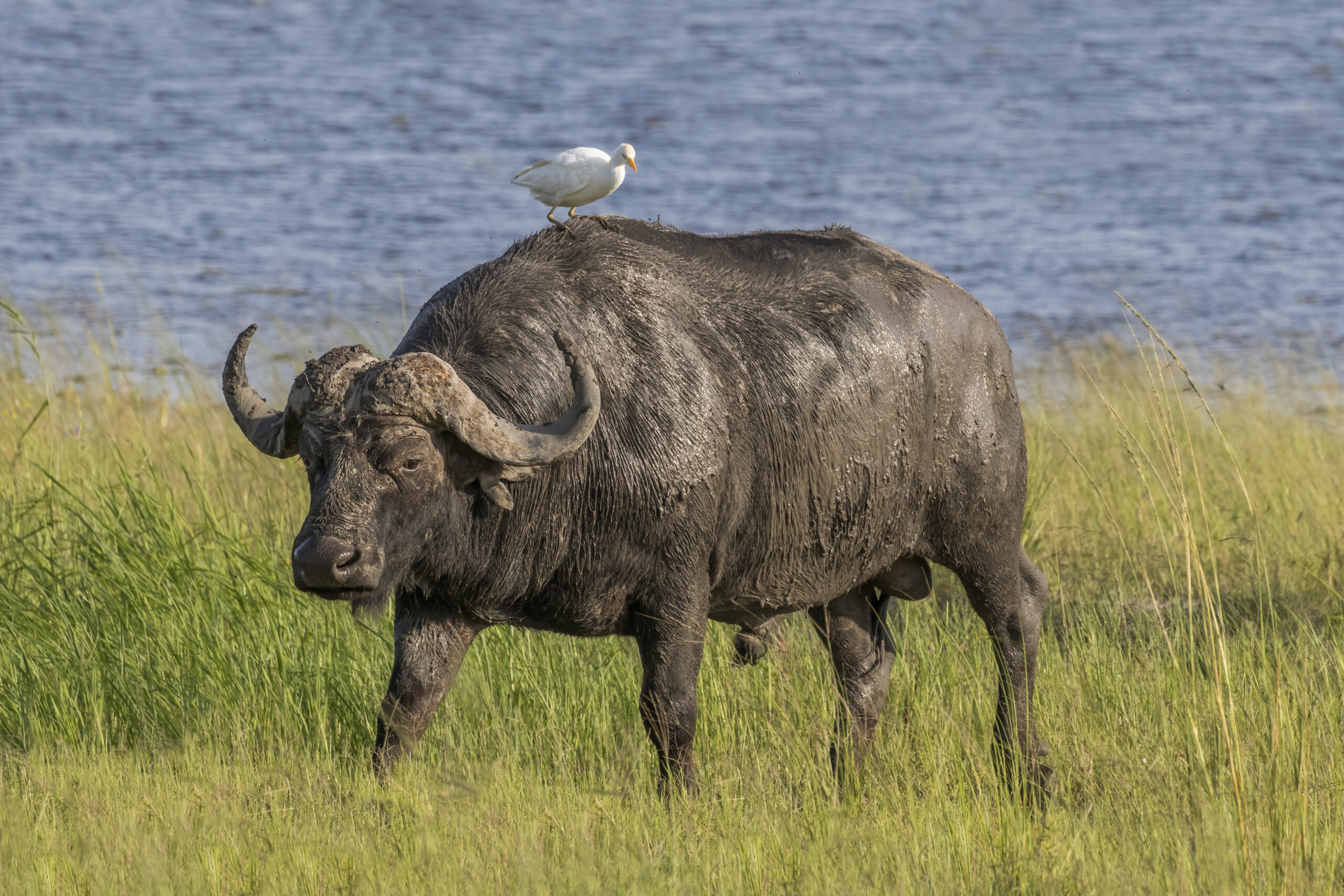 Buvol africký