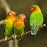 Agapornis_fischeri_-Ueno_Zoo,_Japan_-three-8a-4c