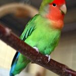 Agapornis_roseicollis_-Peach-faced_Lovebird_pet_on_perch