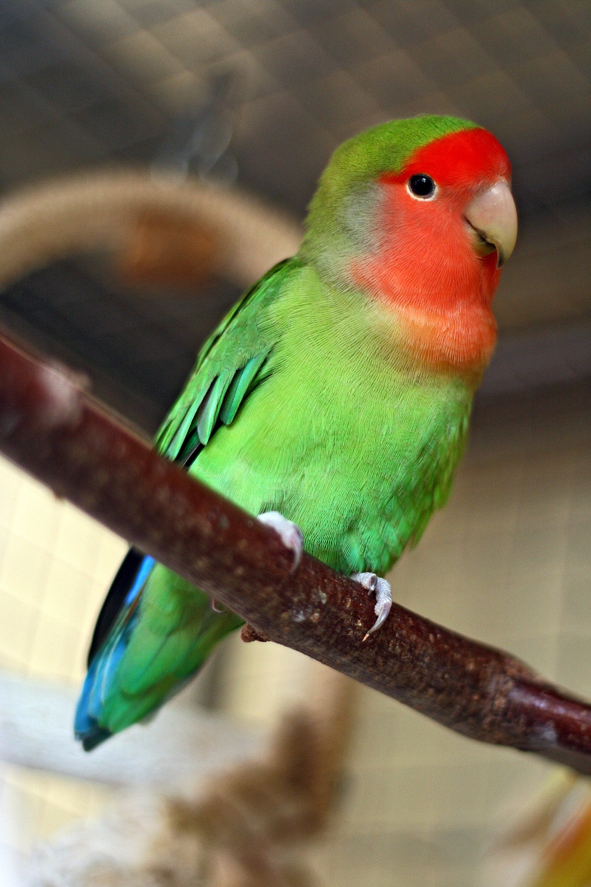 Agapornis růžohrdlý