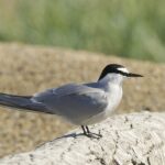 Aleutian_Tern_(Onychoprion_aleuticus)_(27338243973)