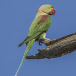 Alexandrine_parakeet_(Psittacula_eupatria_eupatria)_male