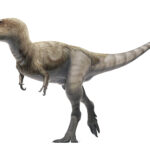 Alioramus_Life_Restoration