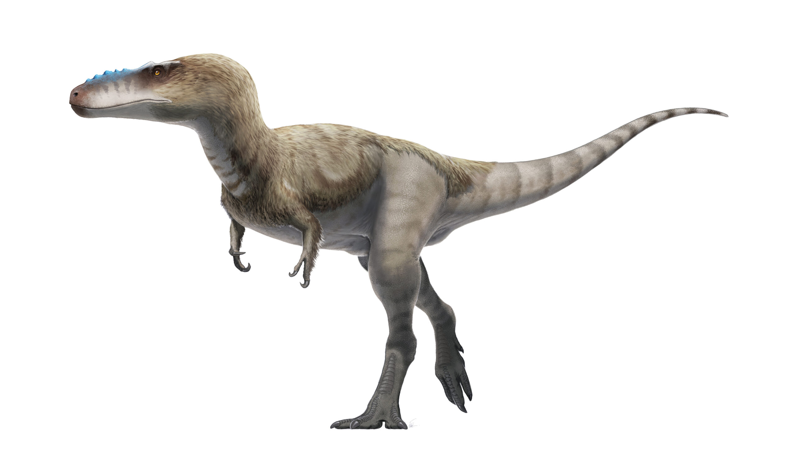 Wakinosaurus