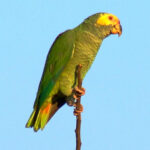 Alipiopsitta_xanthops_-in_tree-3-4sq