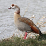 Alopochen-aegyptiacus