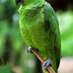 Amazona_autumnalis_-Xcaret_theme_park_-Riviera_Maya-8a