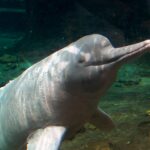 Amazonas-Flussdelfin_Orinoko3