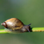 Amber_snail_(Succinea_putris)