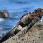 Amblyrhynchus_cristatus_(3838137696)