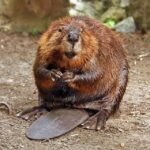 Bobr kanadský American_Beaver