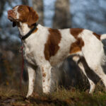 American_Brittany_standing