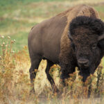 American_bison_k5680-1