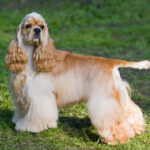 American cocker spaniel
