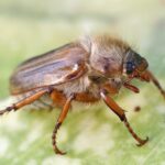 Chroustek letní Amphimallon_solstitialis01
