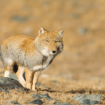 An-adult-Vulpes-ferrilata-from-Qinghai-Province-China-about-130-km-southwest-of