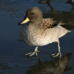 Anas_flavirostris