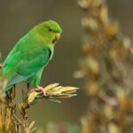Andean_Parakeet