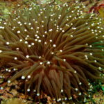 Anemone_Coral_(Heliofungia_actiniformis)_(8491771017)