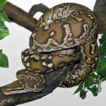 Angolan_Dwarf_Python_(Python_anchietae)