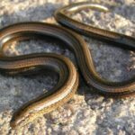 Anguidae