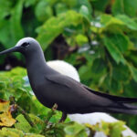 Anous minutus
