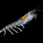Antarctic_krill_(Euphausia_superba)