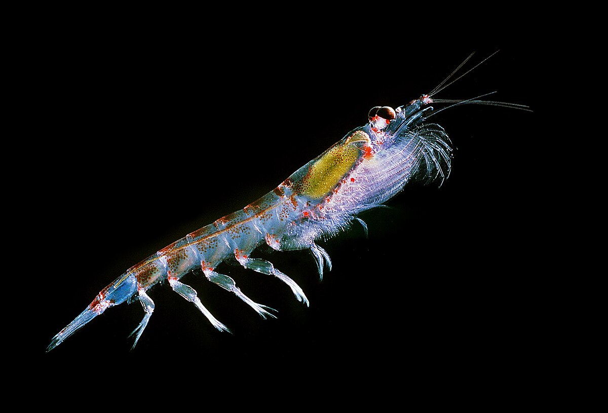 Thysanoessa inermis