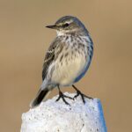 Anthus_spinoletta_-_Water_Pipit,_Kahramanmaraş_2016-11-18_01-10