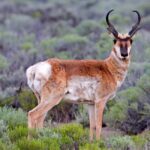 Vidloroh americký Pronghorn Antelope, Cabin Lake Road, Fort Rock, Oregon