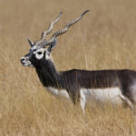 Antilope_cervicapra_from_velavadar