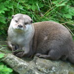Aonyx_cinerea_-Edinburgh_Zoo-8