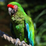 Ara_militaris_-London_Zoo-8a