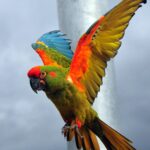 Ara_rubrogenys_-Doué_la_Fontaine_zoo-flying-8a