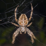 Araneus diadematus MHNT Fronton