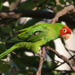 Aratinga_-San_Francisco_-feral_parrot-8