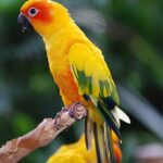 Aratinga_solstitialis_-Singapore_BirdPark-6