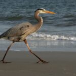 Ardea_herodias_11_-_Hilton_Head